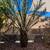 Medjool Date Tree - 8' + 2 thumbnail