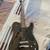 Fender Jim Adkins Telecaster 1 thumbnail