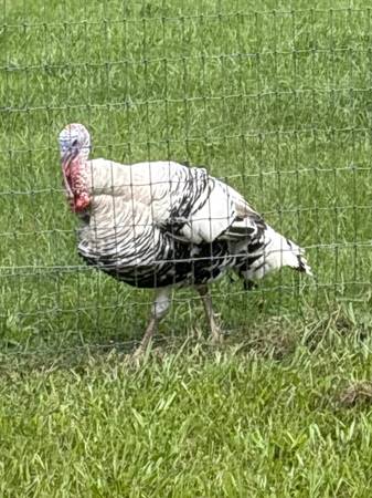 3 turkeys (Bushnell)63687900788737121