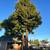 Tree Service 11 thumbnail