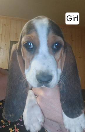 Basset Hound Puppies63654750169857121