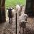 2 Ram Lambs 2 thumbnail