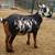 1 Year Old ADGA Registered Nigerian Dwarf Doe [Bred] (Dorothy) 2 thumbnail