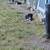 Aussie pups 6 thumbnail