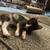 2 kittens for rehome 7 thumbnail
