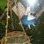 Micro dormice squirrels 2 female 7 thumbnail