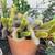 Plant Collection Moving Sale 9 thumbnail