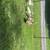 Duck family 2 thumbnail