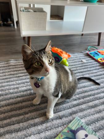 Rehoming female cat (Houston)63859314760577123