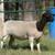 Bred Dorper Yearlings 5 thumbnail