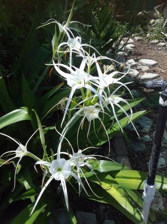 Potted Plants - $15 (Temple City)63471141574787123