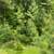 White Pine Balsam Trees 9 thumbnail