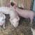 Weaner pigs for sale 1 thumbnail