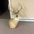 Whitetail deer mount 4 thumbnail