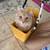 Tabby Cat 1 thumbnail