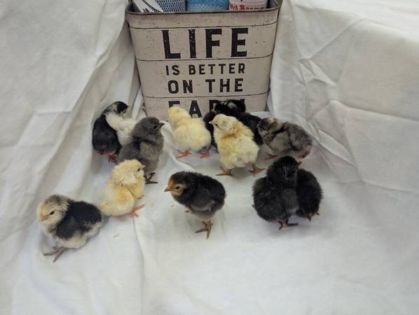 Silkie & Easter Egger Chicks 1