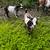 Nigerian Dwarf Goat kids 1 thumbnail