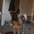 2 Y/O female American Akita 4 thumbnail