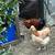 Chickens: Sulmtaler flock 1 thumbnail