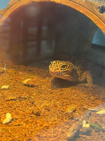 Leopard Gecko and Set up 1