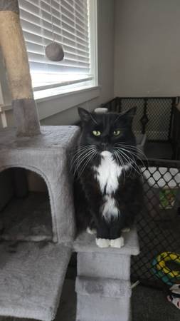 Sweet cat in need of a good home (Vancouver)63958288995075120