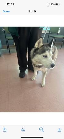 Perro perdido Siberian husky (Pittsburg / Antioch)64141779596417120