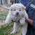 Chow Chow Puppies 2 thumbnail