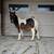 Stud mini pony 1 thumbnail