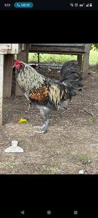 Free rooster 1