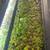Free red root floaters and other floating aquarium plants 2 thumbnail