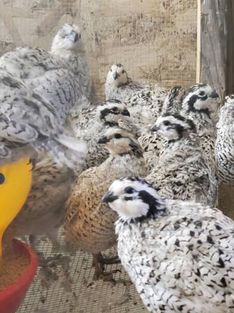 Rehoming turkeys Peacocks quail chickens rabbits snake geckos finches (Temple)63898901903875120