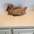 Decorative Duck 1 thumbnail