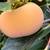 Persimmons 1 thumbnail