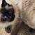 Lost cat 2 thumbnail