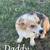 Full blooded Corgi puppies 1 thumbnail