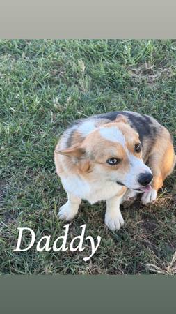 Full blooded Corgi puppies 1