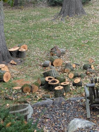 Free Wood - Come and Get It - Eden Prairie 1