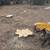 Stump Grinding 4 thumbnail