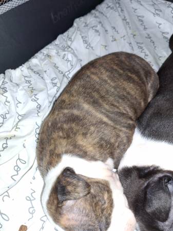 AMERICAN STANDARD PIT BULL PUPS FOR ADOP63925384751746122