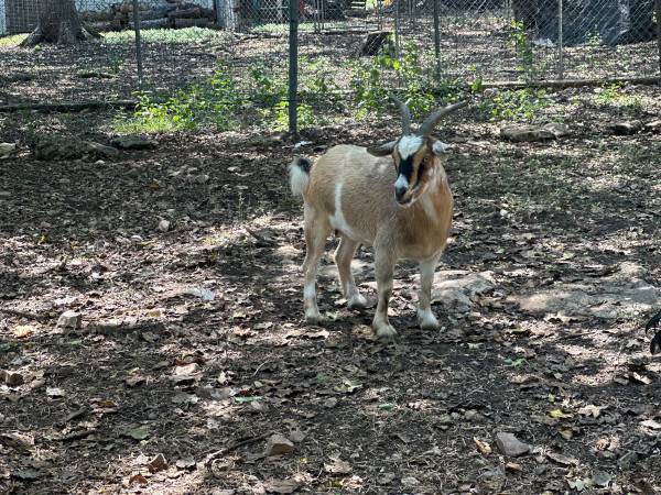 Goats (Belton)63839344453889121