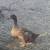 Khaki Campbell Ducks for Sale 1 thumbnail