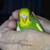 Hand raised parakeet babies need new homes, can del to Phx 2 thumbnail