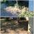 🌲 GARDEN MAINTENANCE, CLEANUP AND LANDSCAPING SERVICES 🌲 19 thumbnail