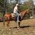Walking Horse Gelding has Been Shown - Wonka 1 thumbnail