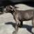 CANE CORSO FULL AKC 10 thumbnail