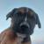 Puppies (German Shepard Mix) 8 thumbnail