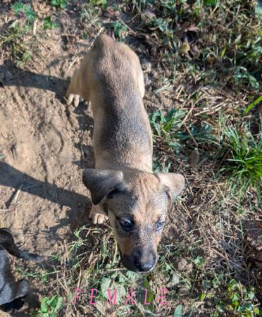 Anatolian mix pups,63977769468802123