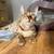 Rehoming Bengal kittens (Oakland) 21 thumbnail