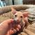 Sphynx kitten 1 thumbnail