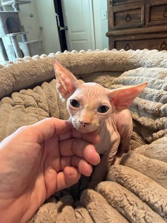 Sphynx kitten 1